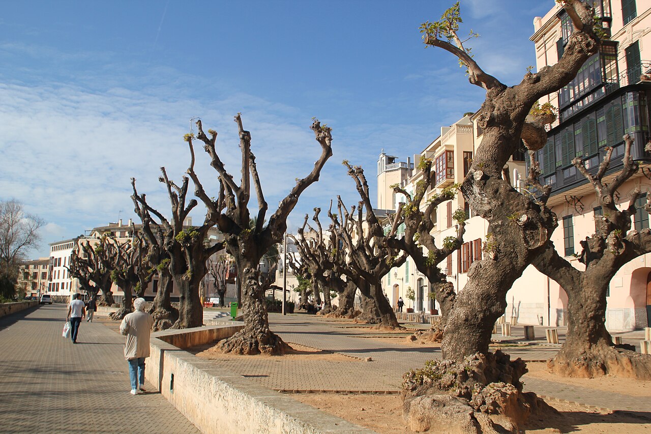 Paseo arbolado de la Plaça de Llorenç Villalonga, entorno inmediato de llegada a DINS